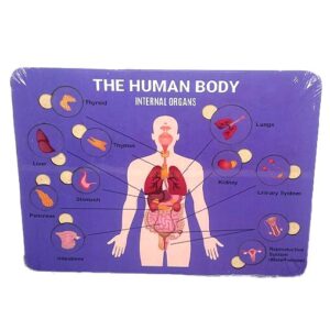 Wooden-Knob-Puzzle-–-Human-Internal-Organs