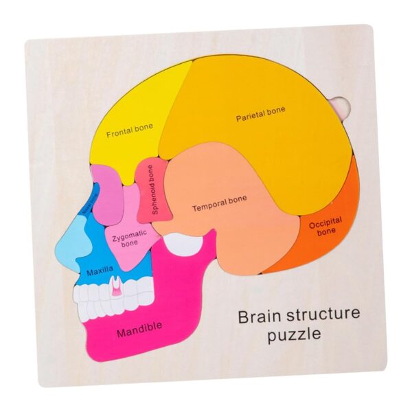 Wooden Brain Structure Puzzle