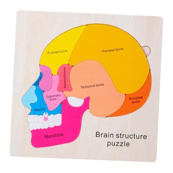 Wooden Brain Structure Puzzle - Image 2