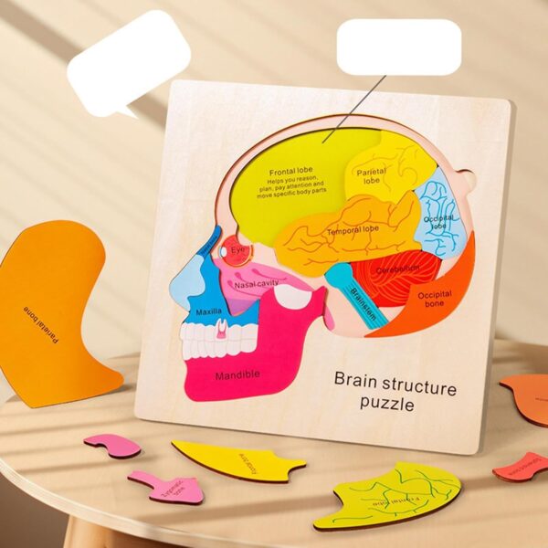 Wooden Brain Structure Puzzle - Image 3